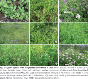 Legumes in natural post-fire successions of forest meadows and pastures in Northern Bulgaria